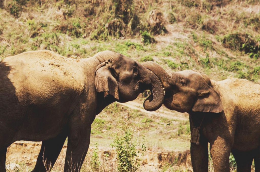 Buba the Asian Elephant