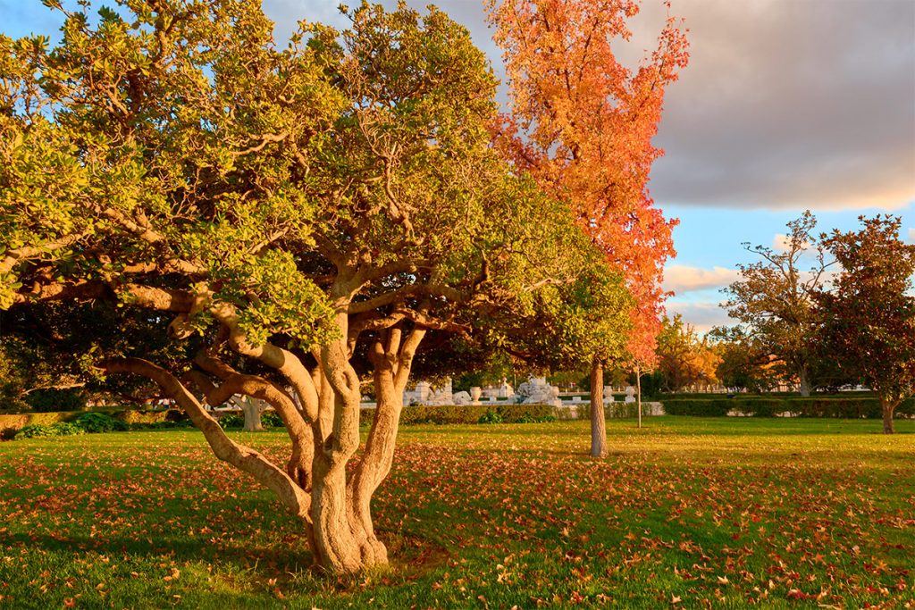 What are the best parks in Madrid for family picnics?
