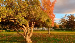 What are the best parks in Madrid for family picnics?