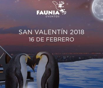 Discover the courtship of penguins for St Valentine’s Day at Faunia