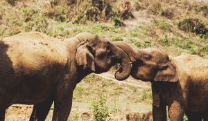 Buba the Asian Elephant